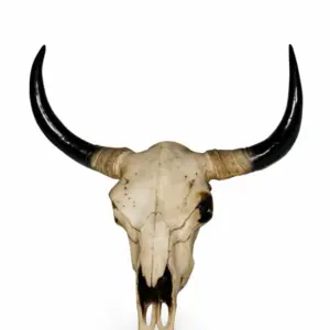 MG Extra Large Bison Skull