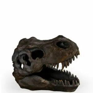 MG Small Dinosaur Skull