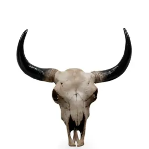 MG Large Bison Skull