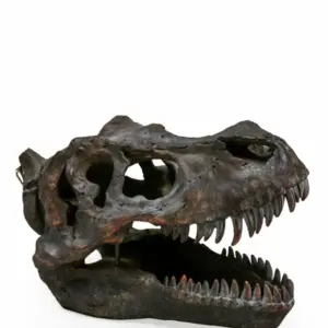 MG Extra Large T-Rex Skull