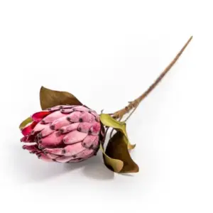 PL Mulberry Brown Single Protea Stem