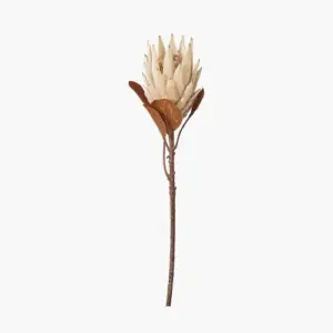 PL Natural Apricot Protea Single Stem