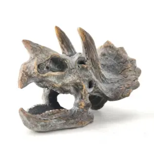 MG Triceratops Skull Table Decor