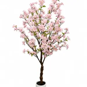 MG Large Ornamental Potted Cherry Blossom Tree